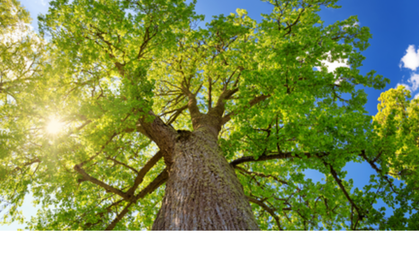 Essence de bois